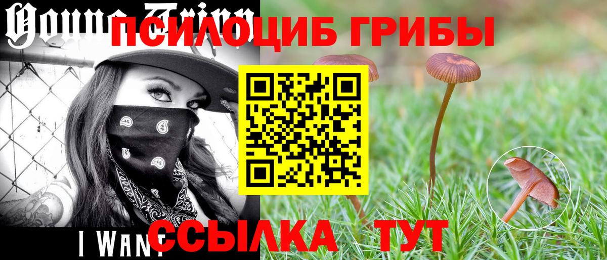 Галлюциногенные грибы Psilocybine cubensis Прохладный
